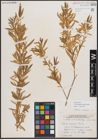 Foto von Salix exigua subsp. interior (Rowlee) Cronquist